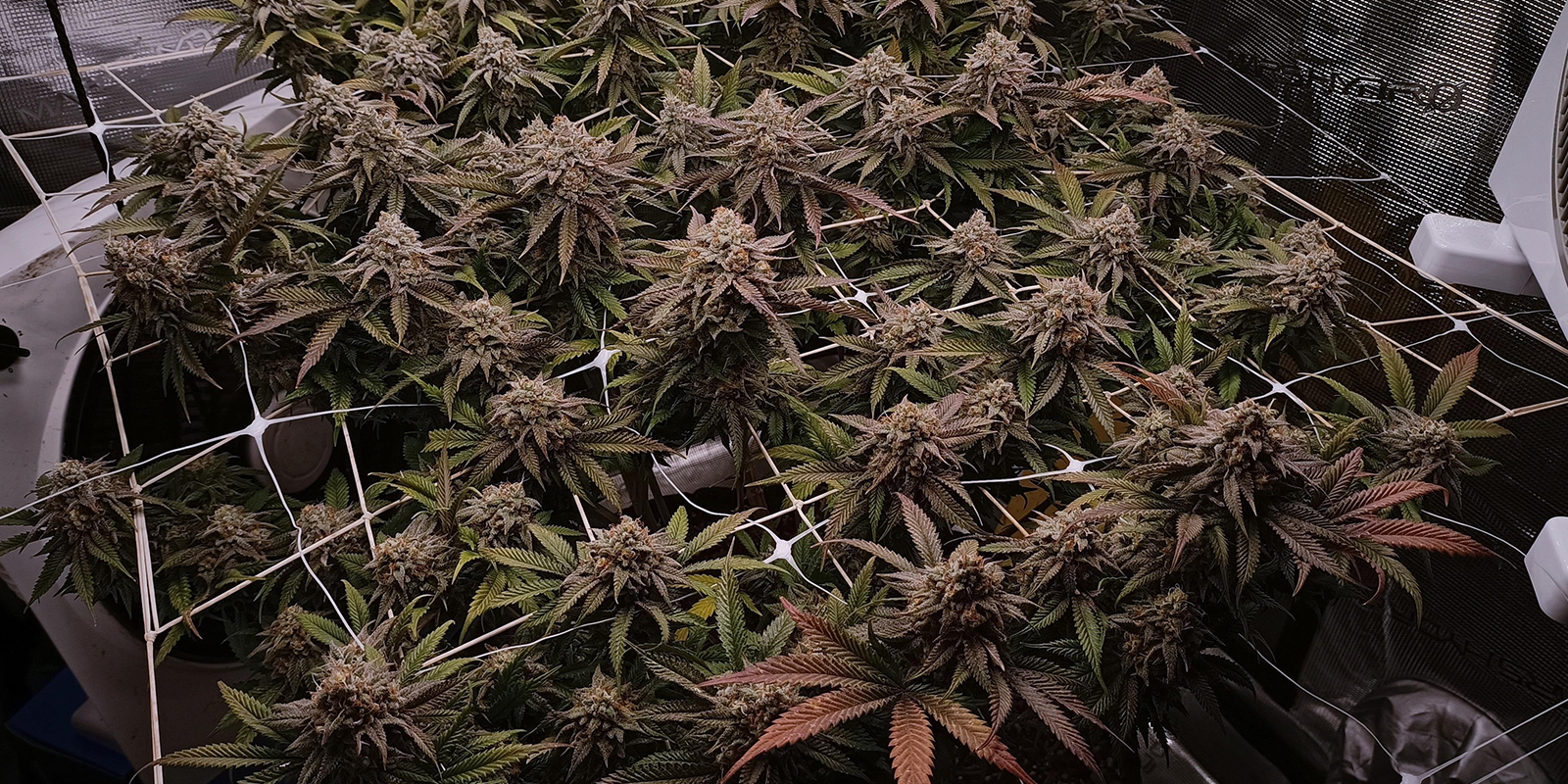 Vad är ScrOG och varför ska man använda det? What is ScrOG and why use it?