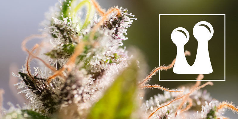 Allt du behöver veta om trikomer Everything You Need To Know About Trichomes