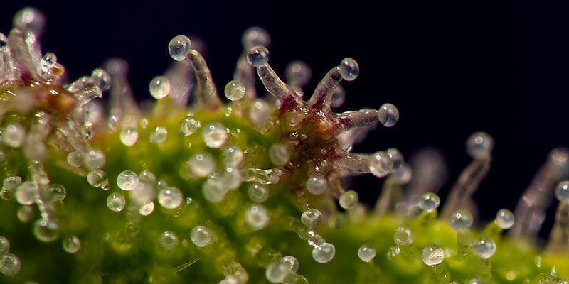 Utnyttja trikomerna när de är som bäst! Harness trichomes when they are at their best!