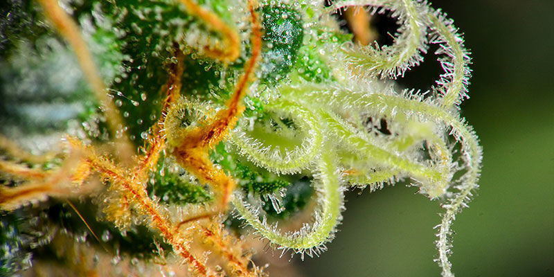 Icke-körtelförsedda trikomer Non-glandular trichomes
