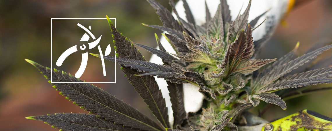 Hur du skördar cannabisplantor How to harvest cannabis plants