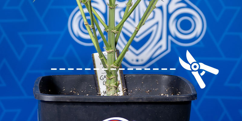 Skörd av hela plantan Skörd av hela plantan