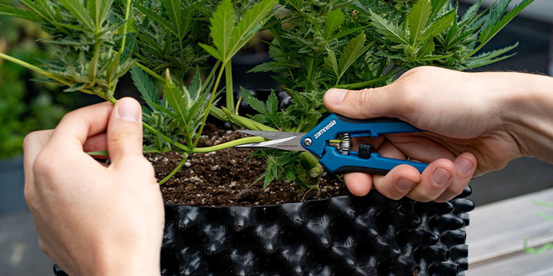 Progressiv skörd Progressive harvest