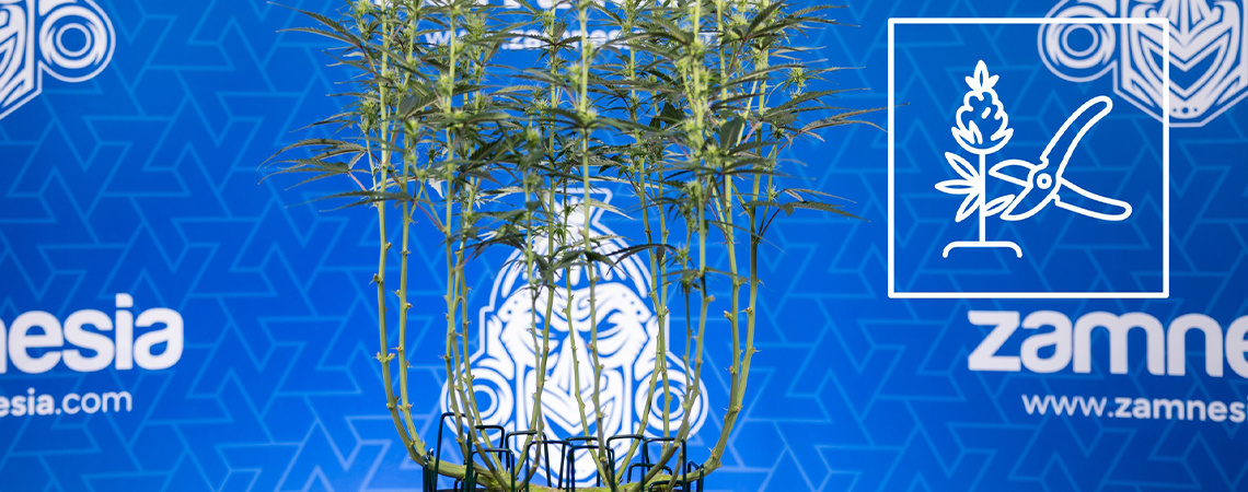 Så lollipoppar du cannabis Så lollipoppar du cannabis