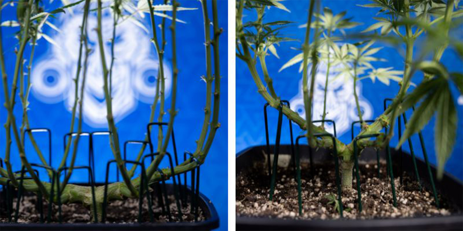 Lollipopping vs avlövning Lollipopping vs defoliation