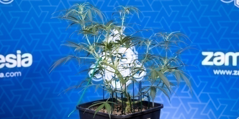Tecken på att din planta är redo Tecken på att din planta är redo