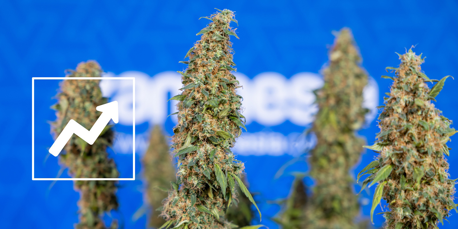 Fördelarna med lollipopping av cannabis Fördelarna med lollipopping av cannabis