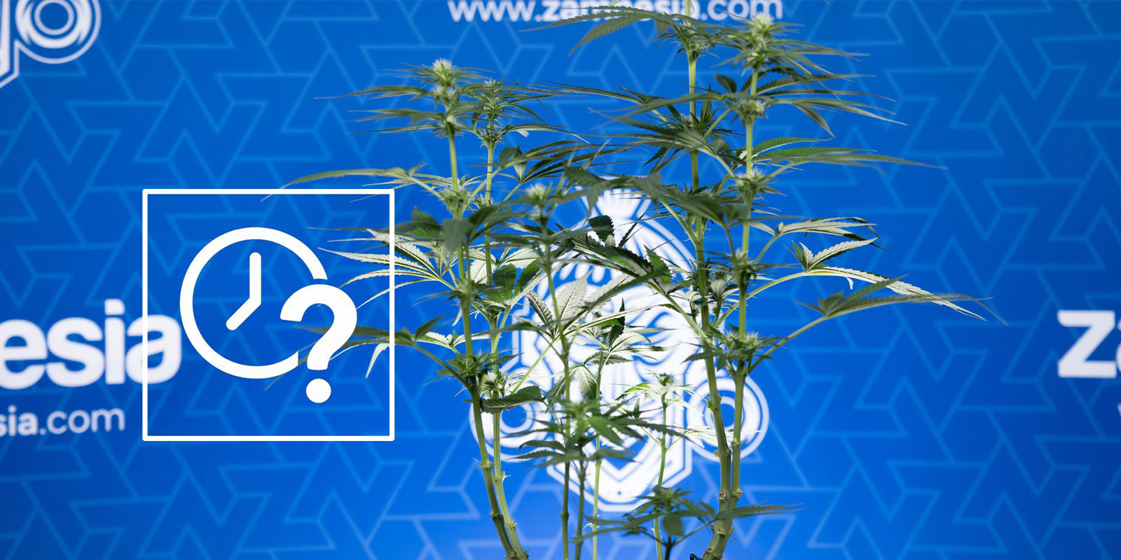 När ska man lollipopa cannabis När ska man lollipopa cannabis