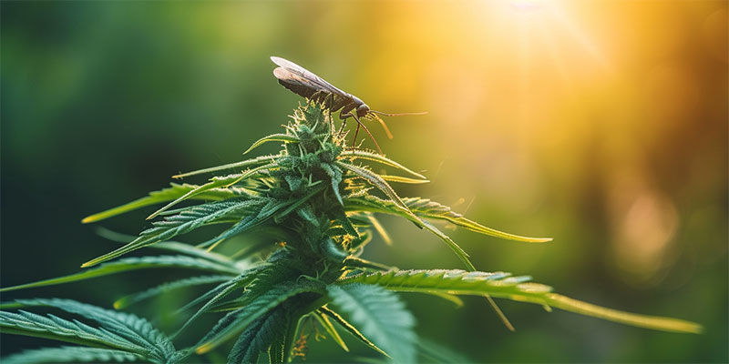 En naturlig metod för skadedjursbekämpning i cannabisodling A natural approach to cannabis pest control