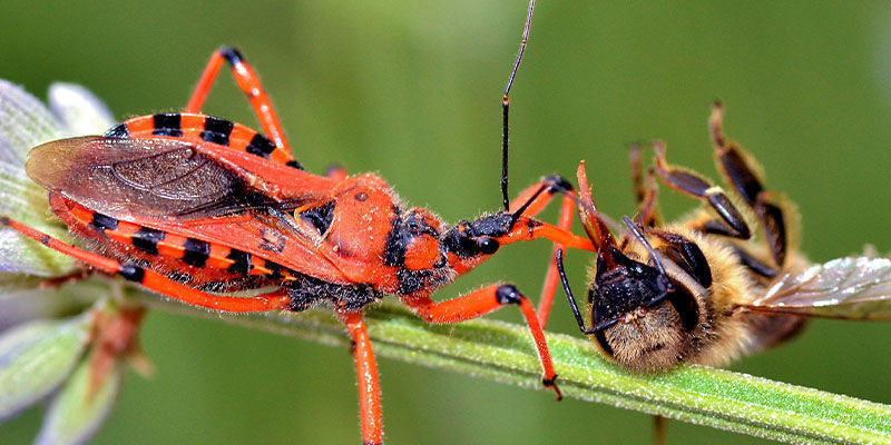 Nyttiga insekter för att förbättra cannabisodling Nyttiga insekter för att förbättra cannabisodling