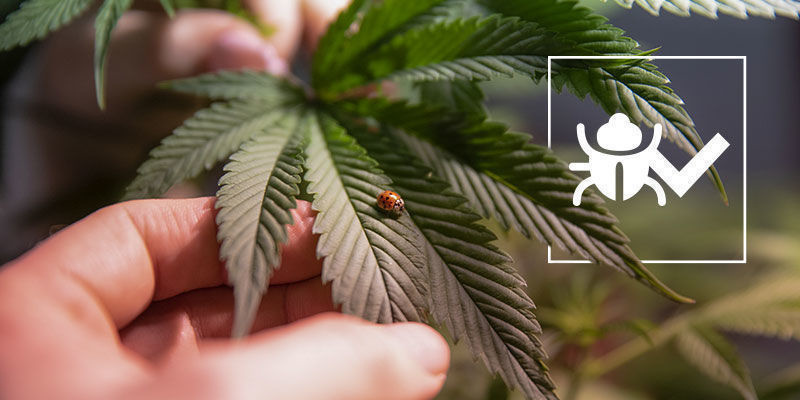 Insekter som kan hjälpa dig att odla bättre cannabis Insekter som kan hjälpa dig att odla bättre cannabis