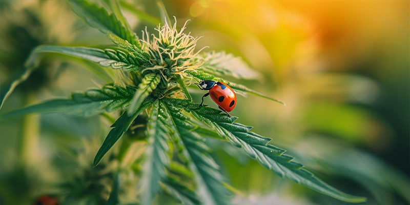 Nyckelpiga Ladybug