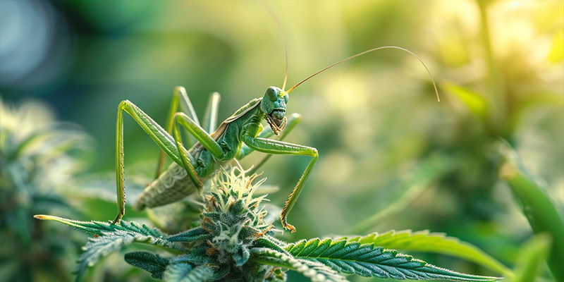 Bönsyrsa Praying Mantis