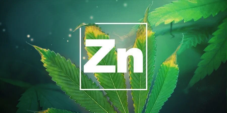 Zinkbrist Zinkbrist