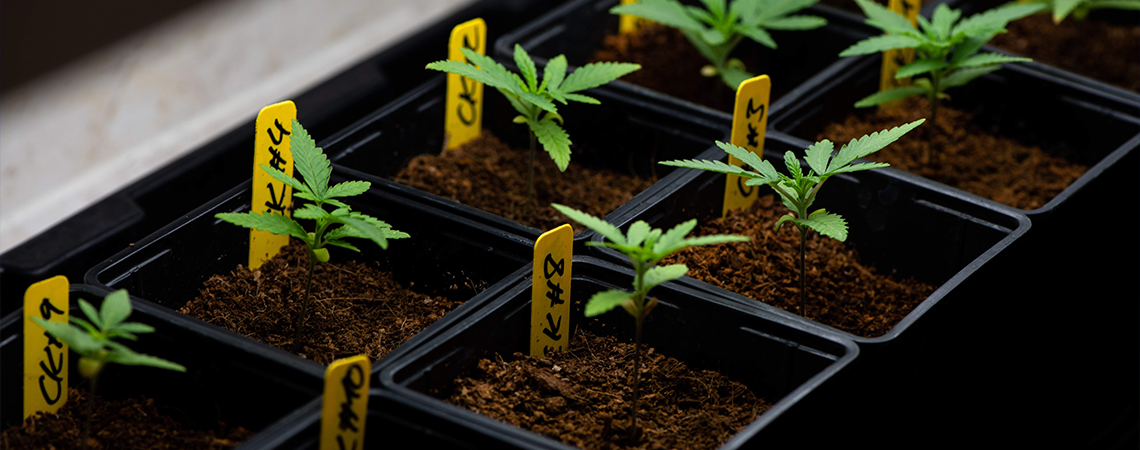 Seedling