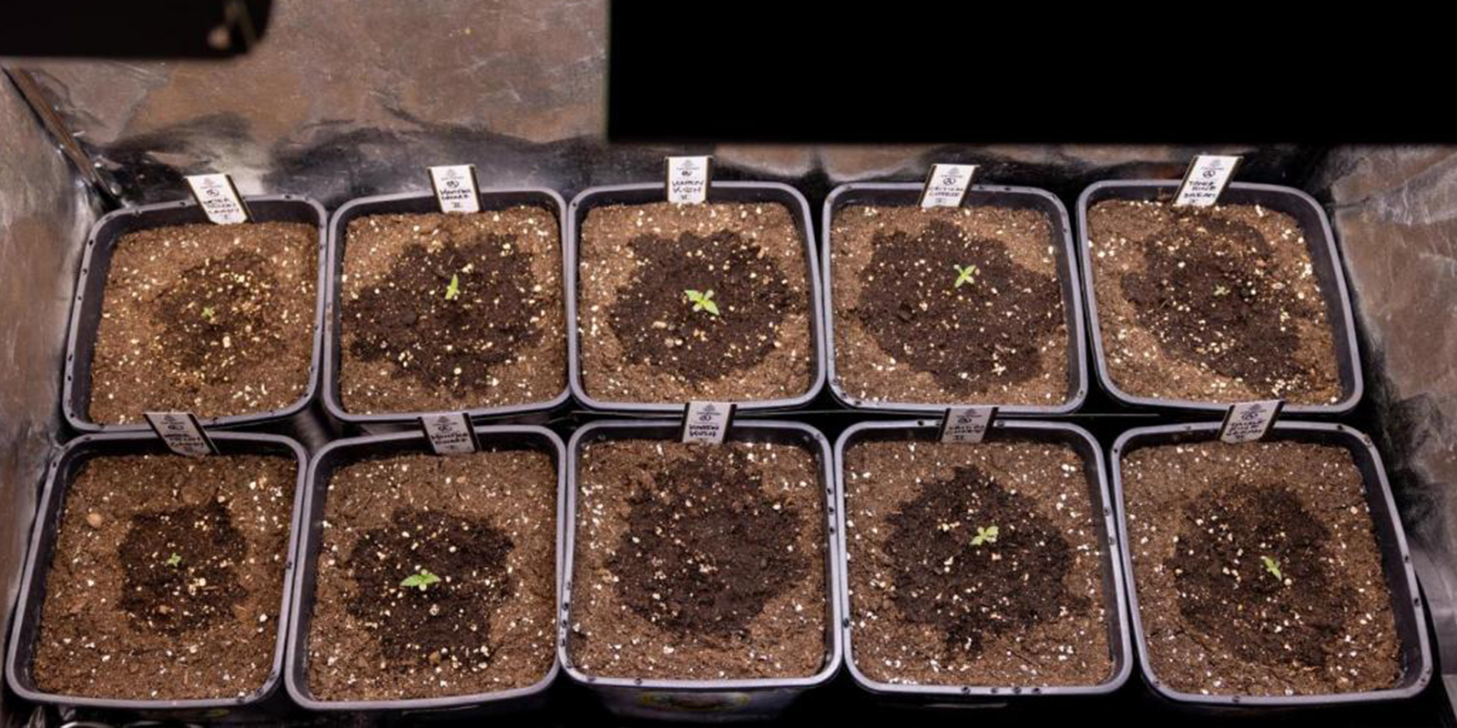Hur ofta ska man vattna cannabisplantor