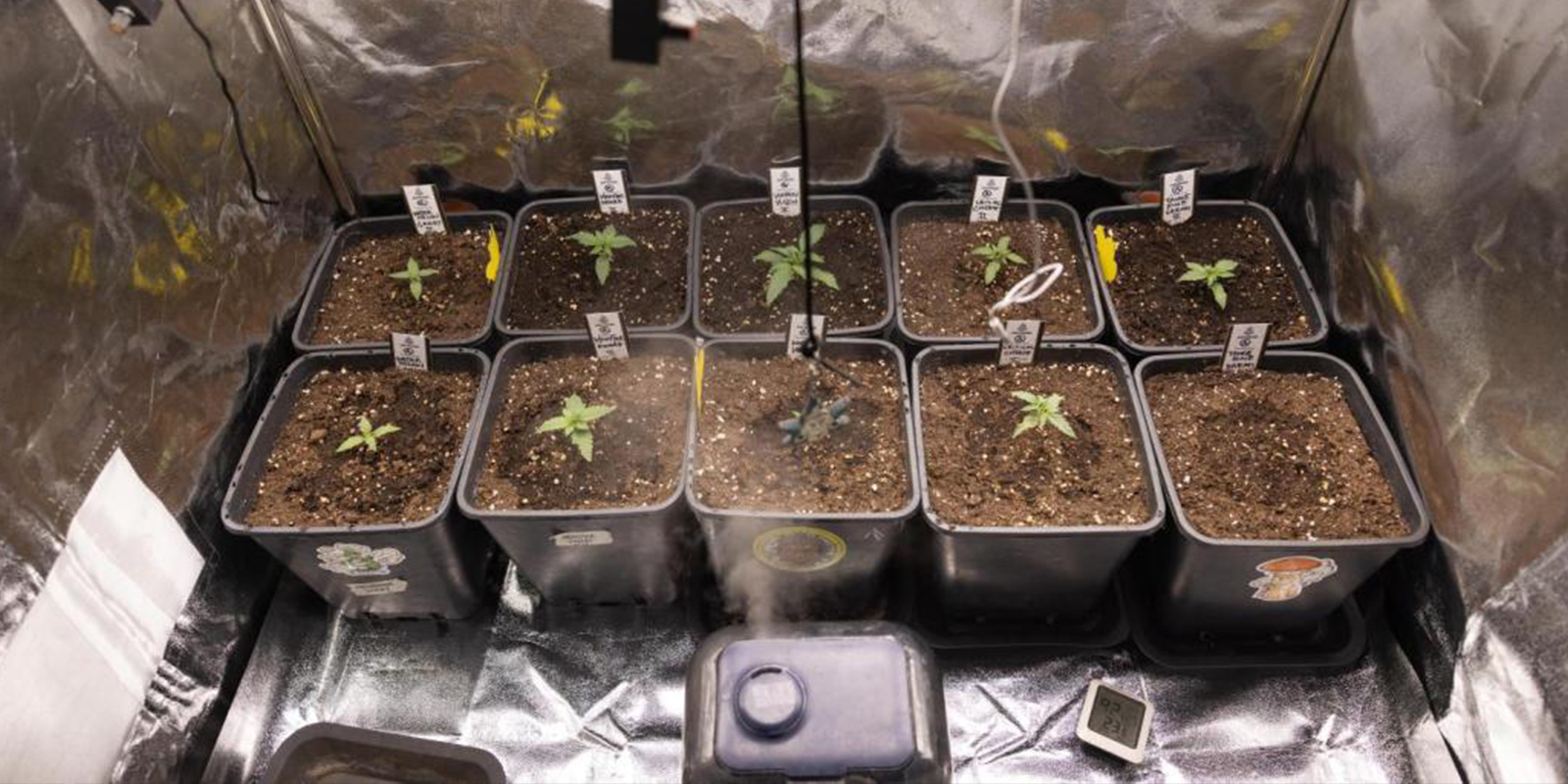 Luftfuktighet och temperatur f&ouml;r cannabisplantor