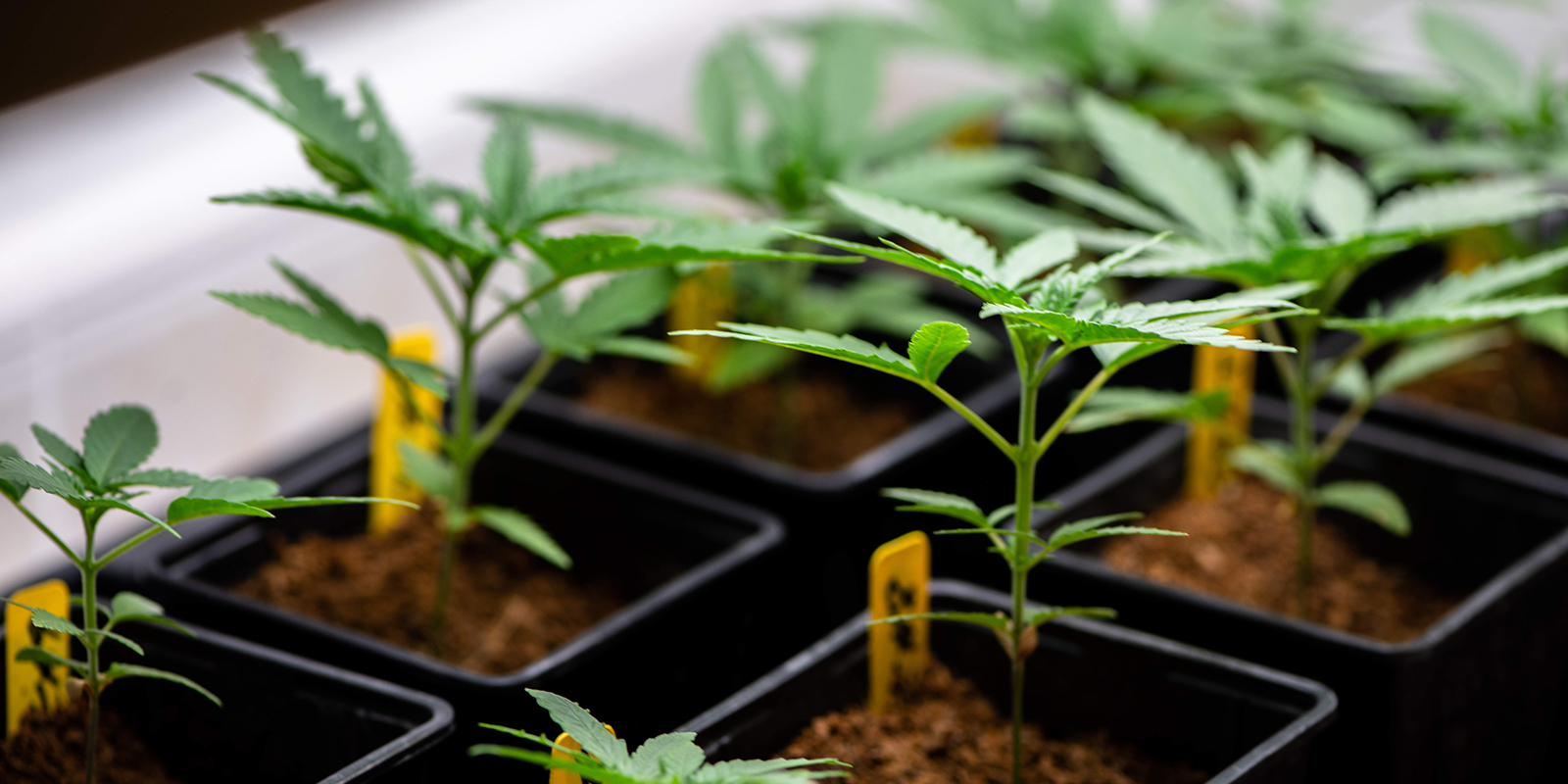 Viktiga l&auml;rdomar f&ouml;r att odla friska cannabisplantor