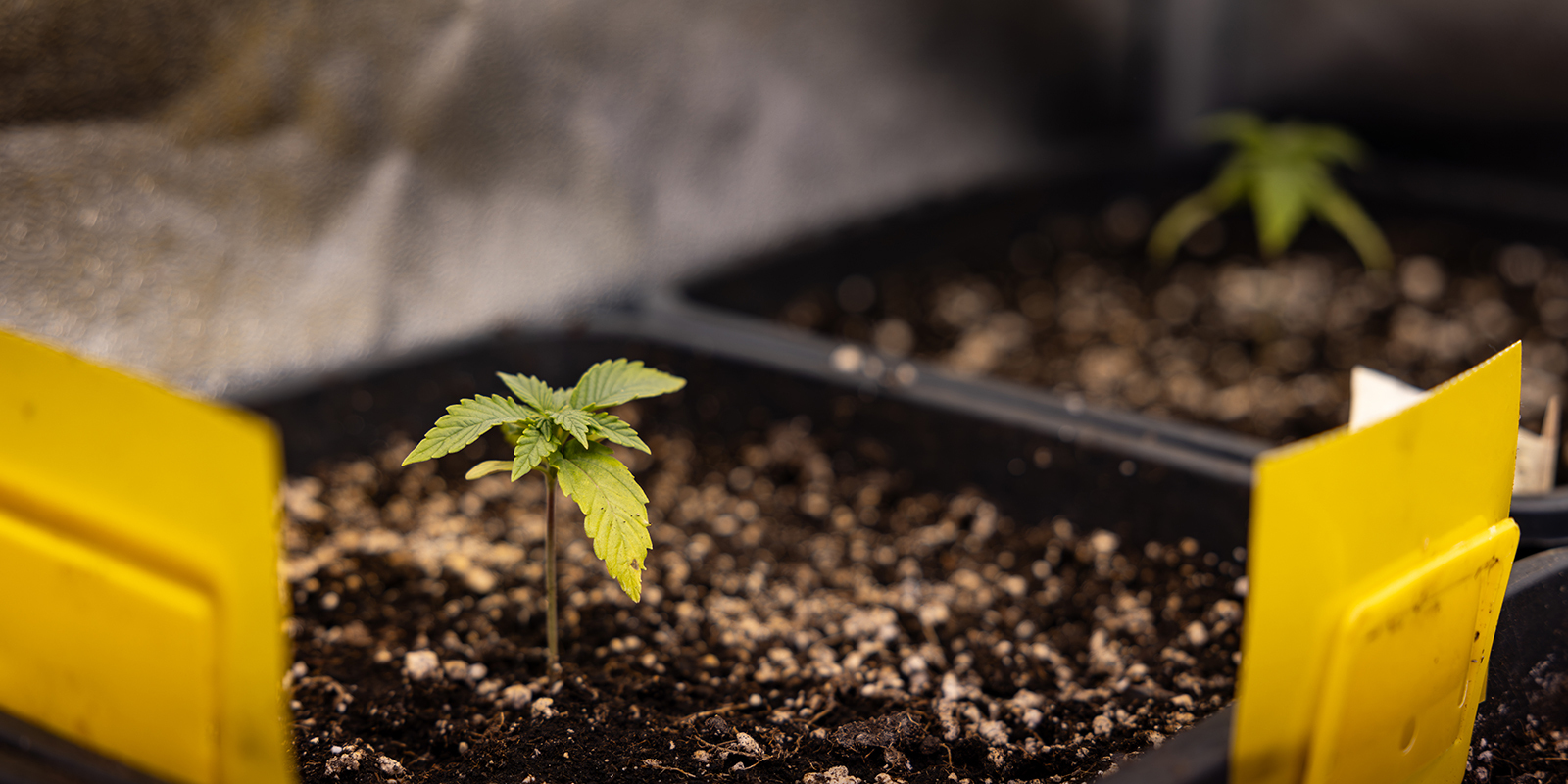 Potentiella problem under plantstadiet