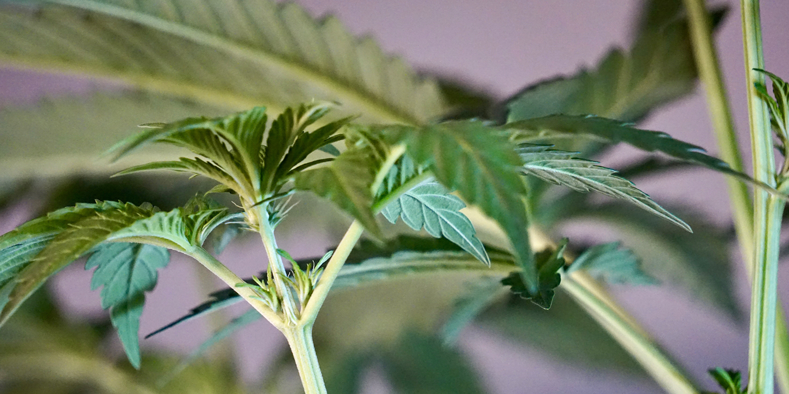 Vad h&auml;nder efter plantstadiet?