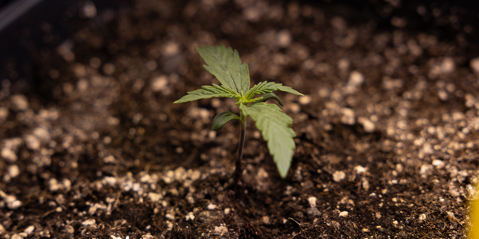 Vad &auml;r en cannabisplanta i fr&ouml;plantstadiet?