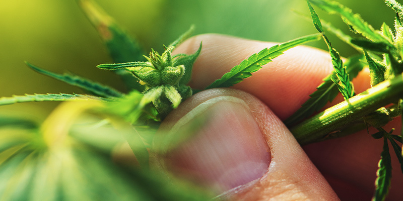 Könsbestämning av cannabisplantor under den vegetativa fasen Könsbestämning av cannabisplantor under den vegetativa fasen