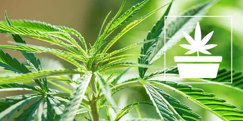 Den vegetativa fasen i cannabisodling Den vegetativa fasen i cannabisodling
