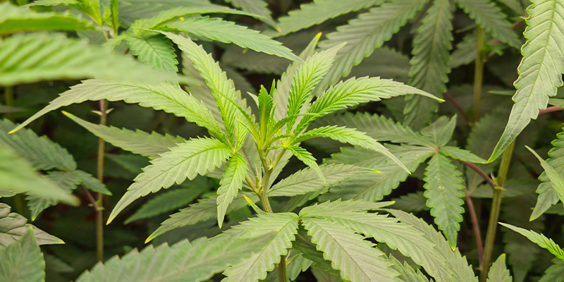 Den vegetativa fasen: ge din planta allt den behöver för att växa Den vegetativa fasen: ge din planta allt den behöver för att växa