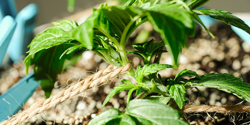 Träna cannabis under den vegetativa fasen Training Cannabis During The Vegetative Phase