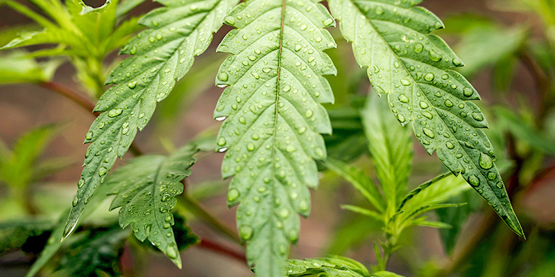 Vattna cannabis under den vegetativa fasen Watering Cannabis During The Vegetative Phase