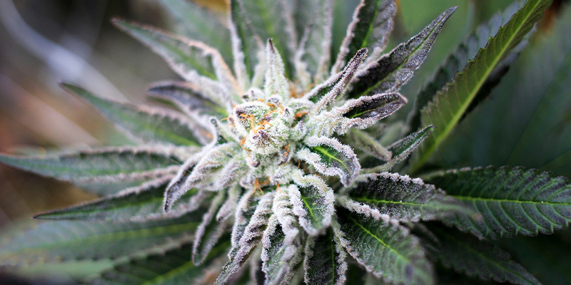 Hur länge varar cannabisens blomningsfas? How Long Does The Flowering Phase Of Cannabis Last?