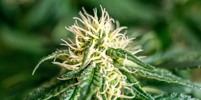 Sen blomning och mognadsfas Late Flowering And Maturation