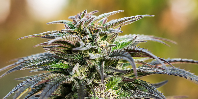 Bemästra cannabisens blomningsfas Bemästra cannabisens blomningsfas