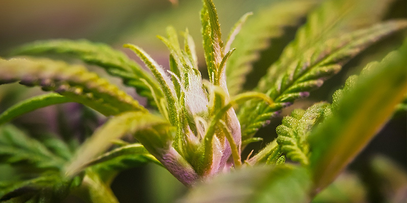 Förblomning Pre-Flowering