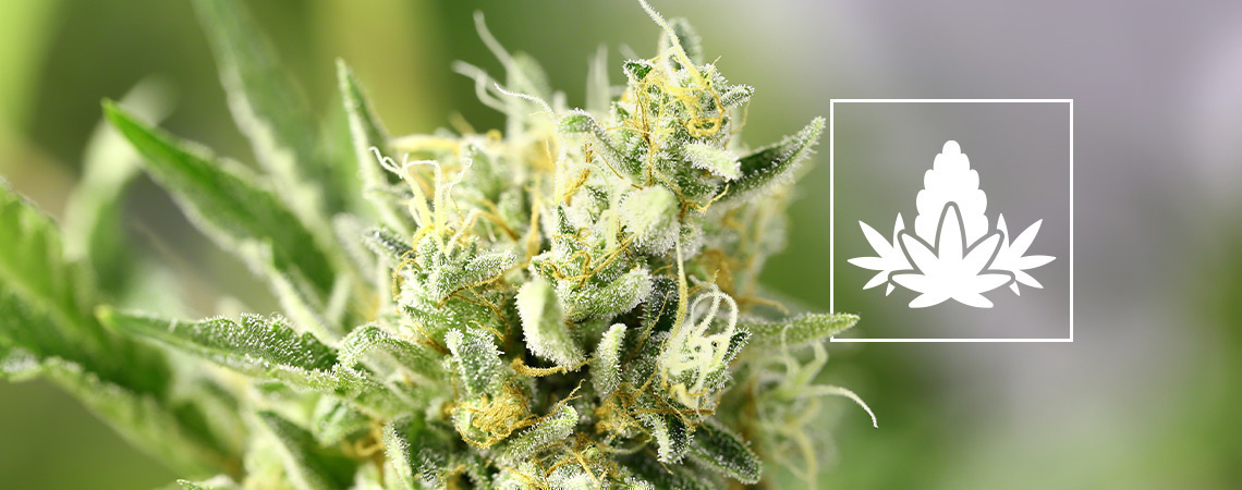 Cannabisodlingens blomningsfas The Flowering Phase Of Cannabis Cultivation