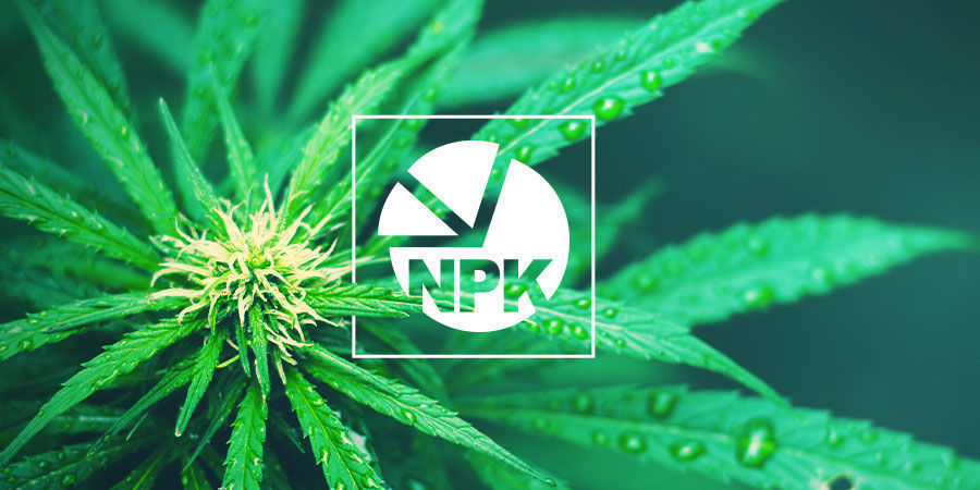 NPK: Vad är den bästa balansen för att odla cannabis NPK: What Is The Best Ratio For Growing Cannabis