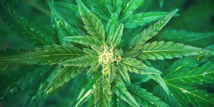 Hur du använder NPK-gödning för att odla cannabis How To Use NPK Fertiliser To Grow Cannabis