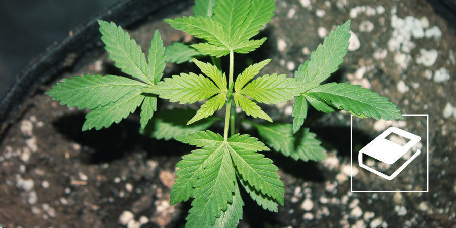 En enkel guide till NPK-förhållanden i gödning för marijuana En enkel guide till NPK-förhållanden i gödning för marijuana