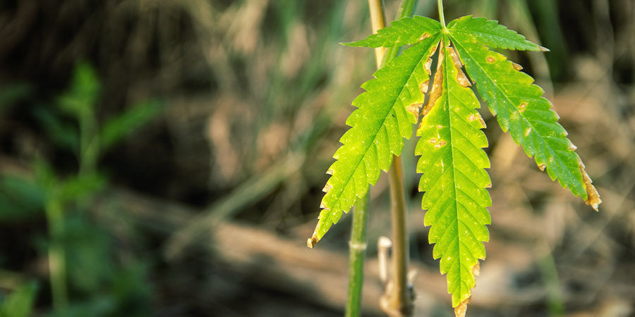 Upptäck problem med cannabisens NPK-förhållande Upptäck problem med cannabisens NPK-förhållande