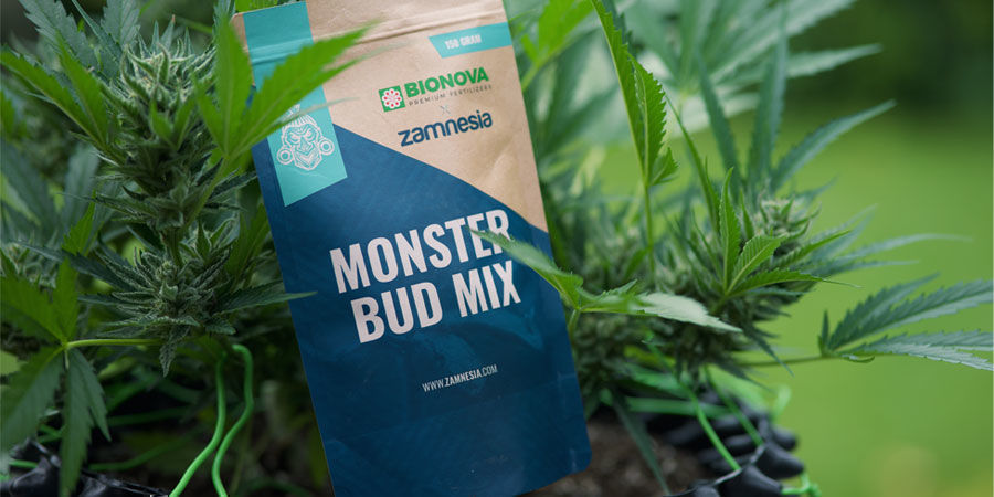 What Nutrients Do Autoflowering Cannabis Plants Need? What Nutrients Do Autoflowering Cannabis Plants Need?