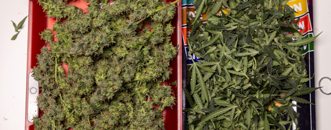 Vad du kan g&ouml;ra med &ouml;verblivna solfj&auml;derblad och trimmaterial fr&aring;n cannabis