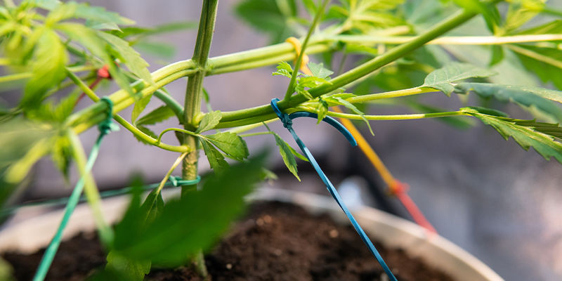 Överväg LST eller ScrOG Consider LST or ScrOG
