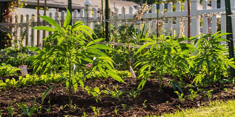 Varför är det viktigt att kamouflera din utomhusodling av cannabis? Varför är det viktigt att kamouflera din utomhusodling av cannabis?