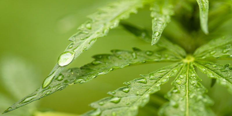 Ska man spraya neemolja på jord eller blad? Do You Spray Neem Oil On Soil Or Leaves?