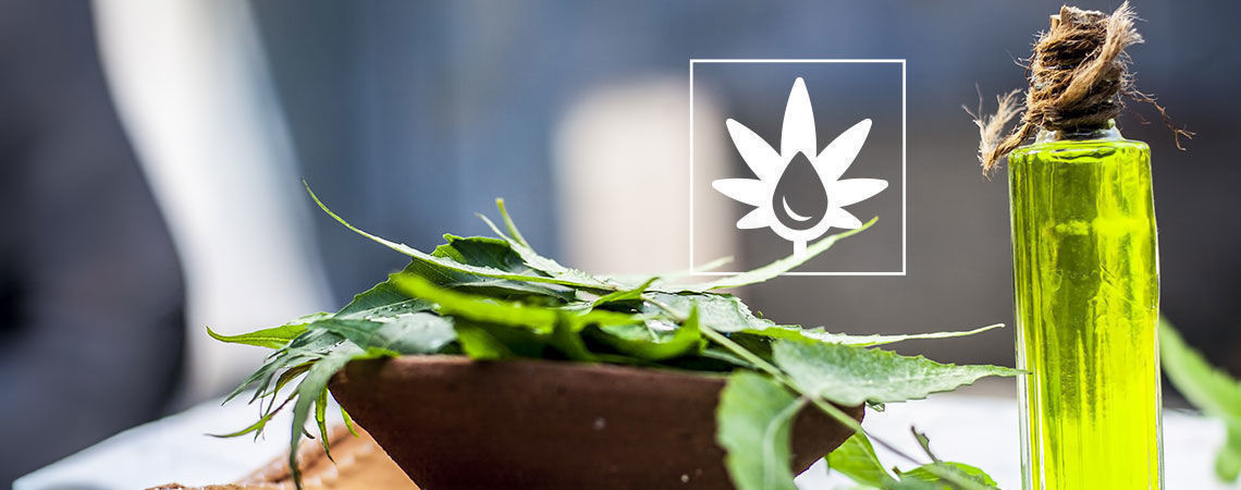 Så använder du neemolja i odlingsrummet How To Use Neem Oil In The Grow Room