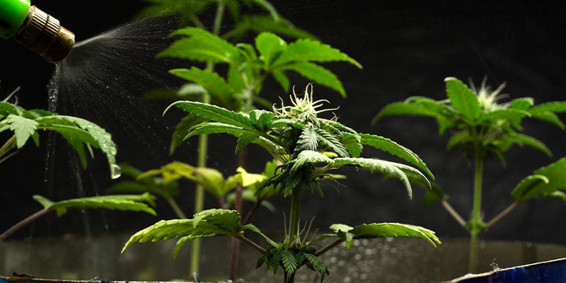 Så använder du neemolja för cannabisplantor inomhus Så använder du neemolja för cannabisplantor inomhus