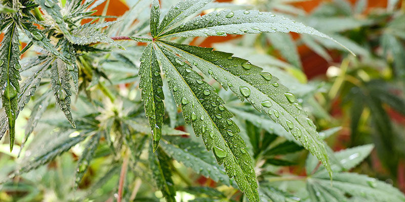 Hur du använder neemolja för cannabisplantor utomhus How To Use Neem Oil For Outdoor Cannabis Plants