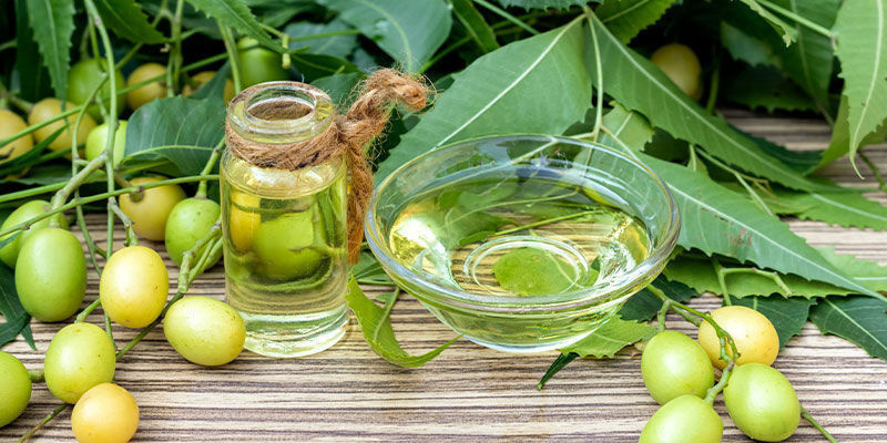 Är neemolja säker för cannabisplantor? Is Neem Oil Safe For Cannabis Plants?