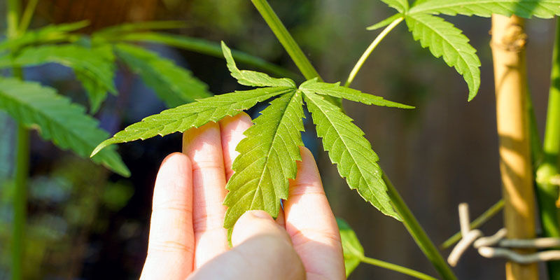 Tips för att använda neemolja på cannabisplantor Tips For Using Neem Oil On Cannabis Plants