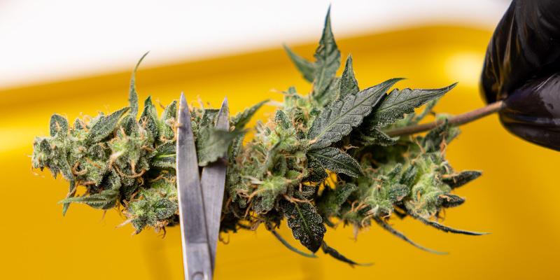 Trimning: Rena blommor härdar bättre Trimming: Clean buds cure better